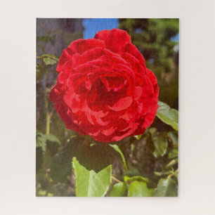 Red Rose, San Mateo Jigsaw Puzzle