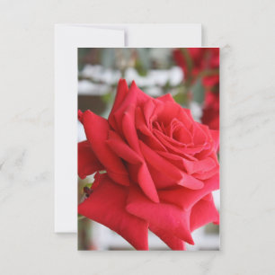 Red Rose Scottish Birthday Card Poem