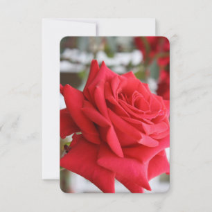 Red Rose Scottish Poem Birthday Card
