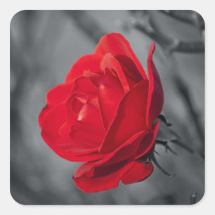Red Rose Sticker