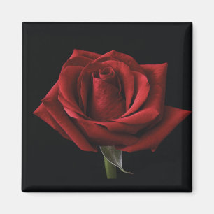 Red rose throw pillow magnet