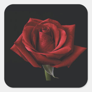 Red rose throw pillow square sticker