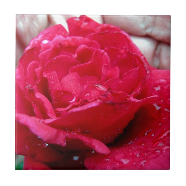 Red Rose Tile (Front)