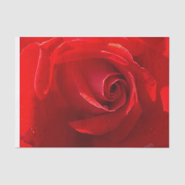 Red Rose Tissue Paper (Front)