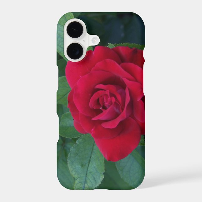 Red Rose Up Close (Back)