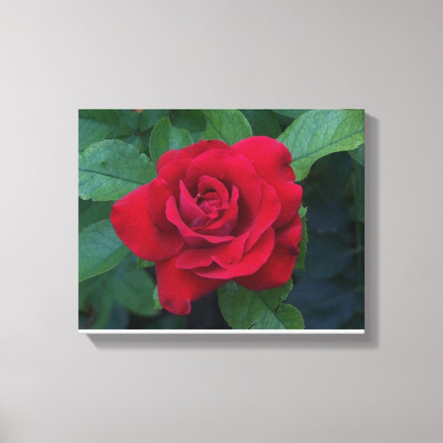 Red Rose Up Close Canvas Print (Front)