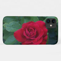 Red Rose Up Close