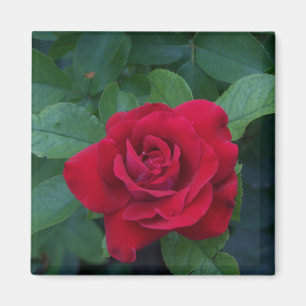 Red Rose Up Close Magnet