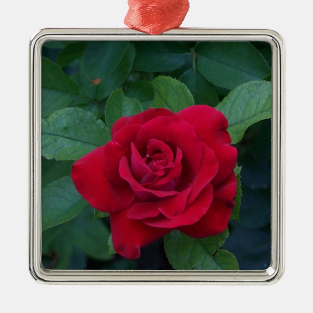 Red Rose Up Close Metal Ornament (Front)
