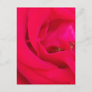 Red Rose Up Close Postcard