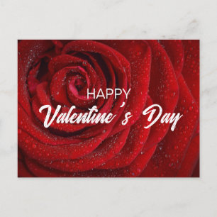 Red Rose, Valentine Postcard