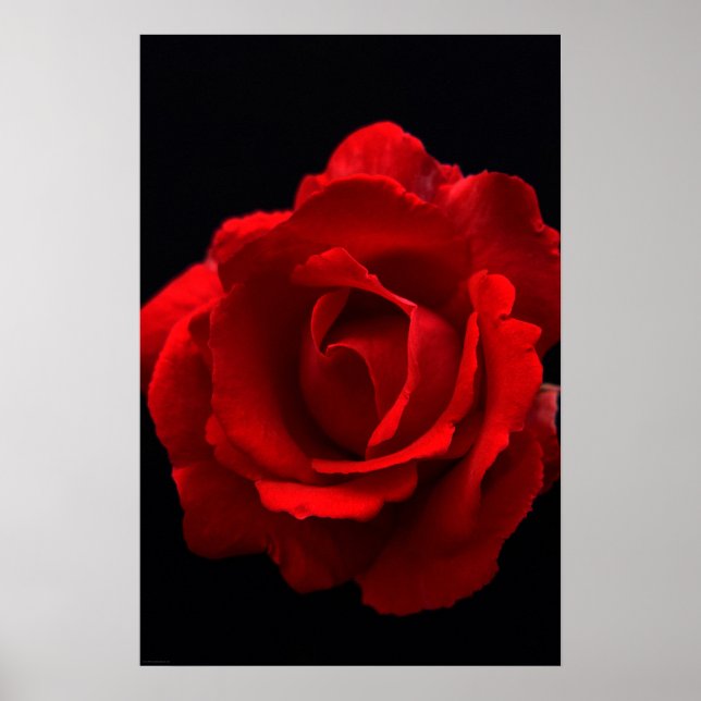 Red Rose wapcna Poster (Front)