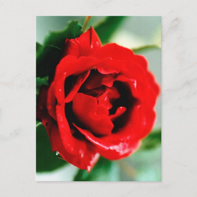 Red Rose with Dew Drops Announcement Postcard (Front)