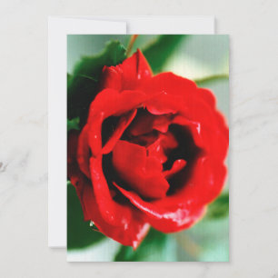 Red Rose with Dew Drops Holiday Card