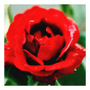 Red Rose with Dew Drops Photo Print
