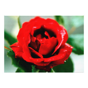 Red Rose with Dew Drops   Photo Print