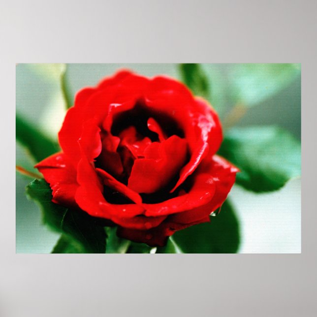 Red Rose with Dew Drops Poster (Front)