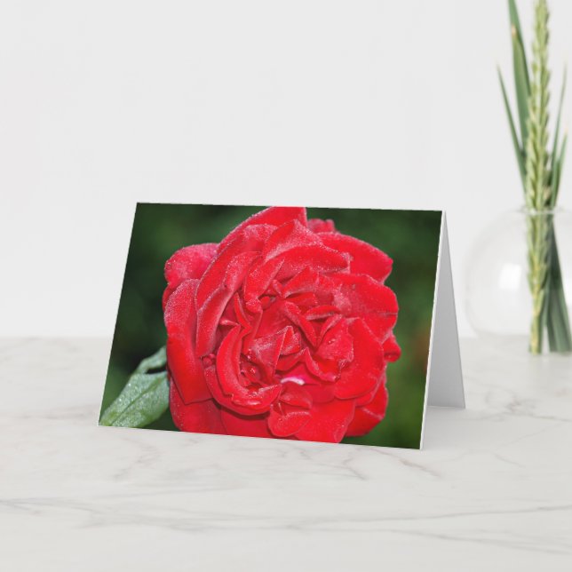 Red Rose with Morning Dew Card (Front)