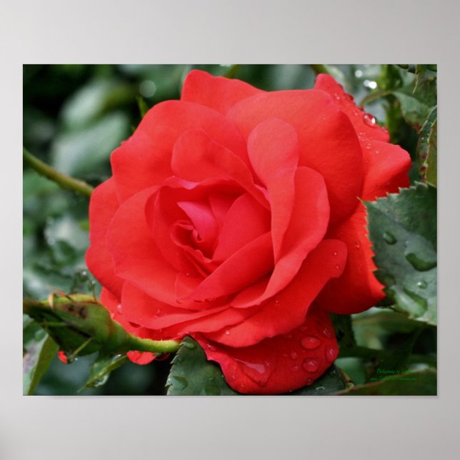 Red Rose With Raindrops Floral Poster (Front)