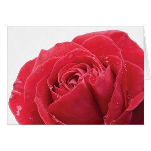 Red Rose with Water Droplets