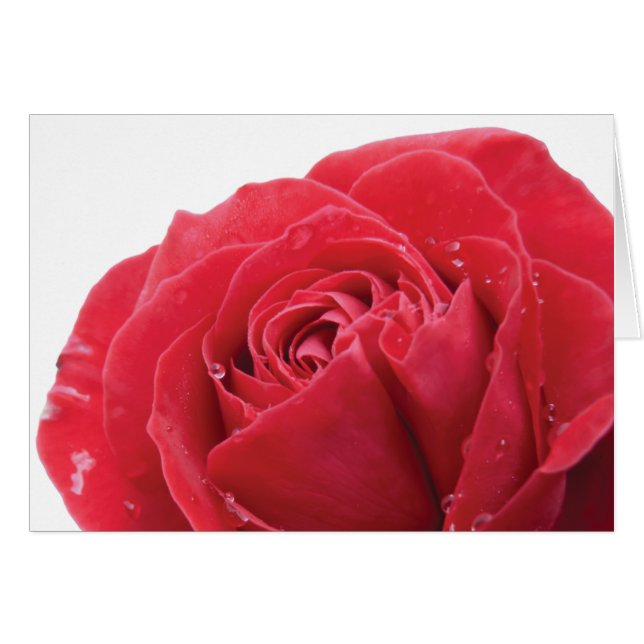 Red Rose with Water Droplets (Front Horizontal)