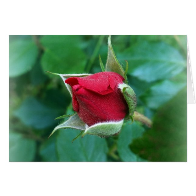 red rosebud (Front Horizontal)