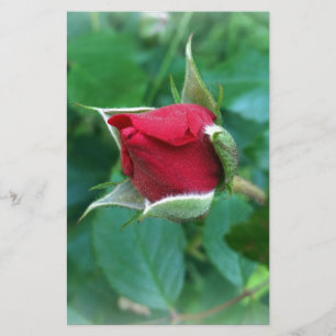 red rosebud