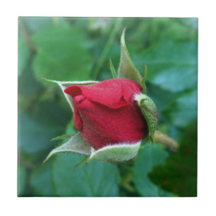 red rosebud ceramic tile