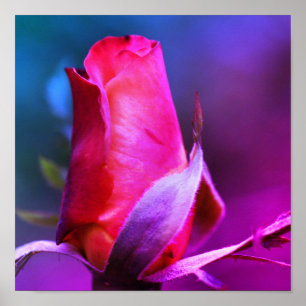 Red Rosebud Close Up Colour Tint Poster