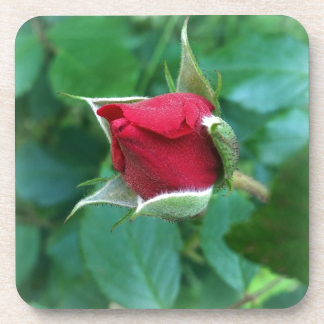red rosebud coaster (Front)