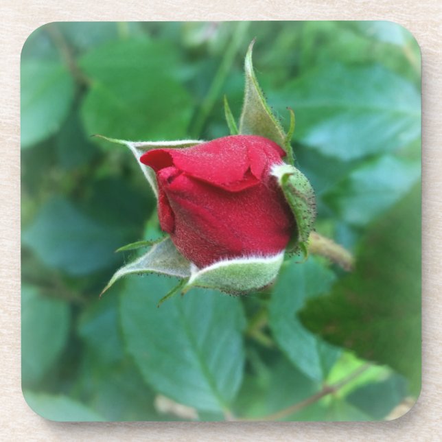 red rosebud coaster (Front)