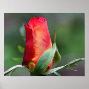 Red Rosebud Flower With Yellow Highlights Poster