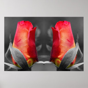 Red Rosebud Partial Colour Mirror Abstract Poster