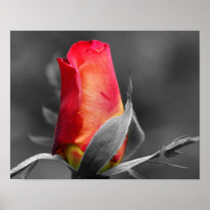 Red Rosebud Partial Colour Poster