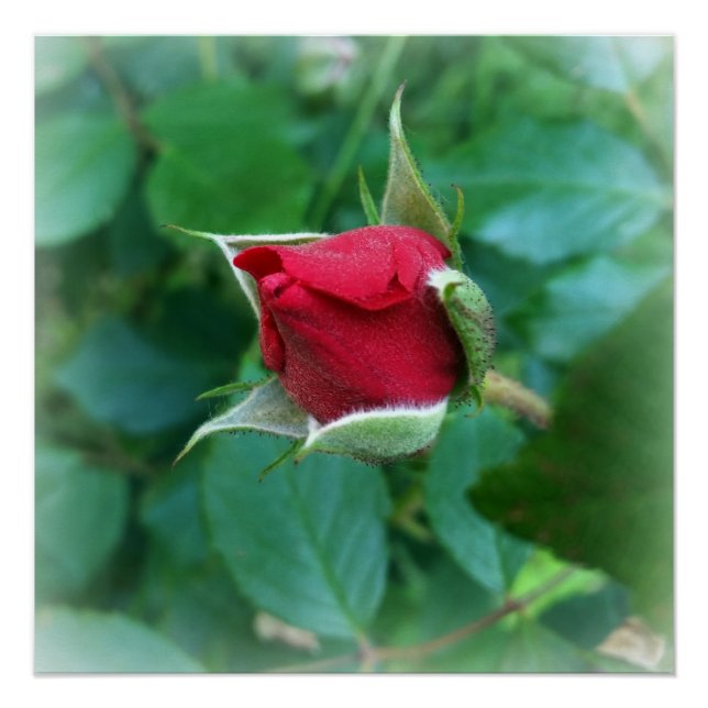 red rosebud poster (Front)