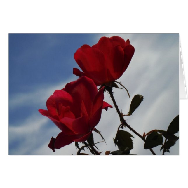 Red Roses Against a Bright Blue Sky (Front Horizontal)