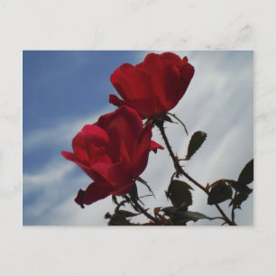 Red Roses Against a Bright Blue Sky Postcard
