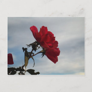 Red Roses Against a Bright Blue Sky Postcard