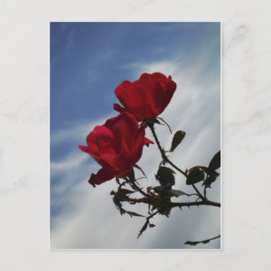 Red Roses Against a Bright Blue Sky Postcard