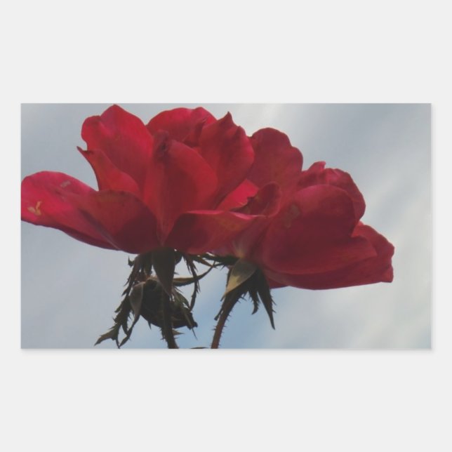 Red Roses Against a Bright Blue Sky Rectangular Sticker (Front)
