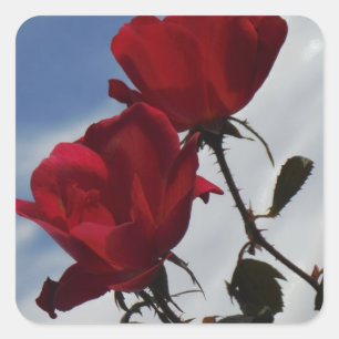 Red Roses Against a Bright Blue Sky Square Sticker
