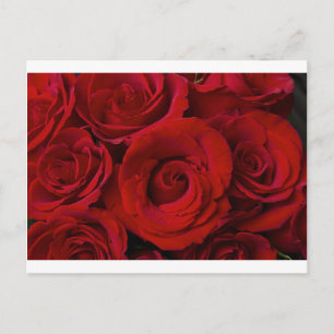 Red Roses and Water Drops Postcard