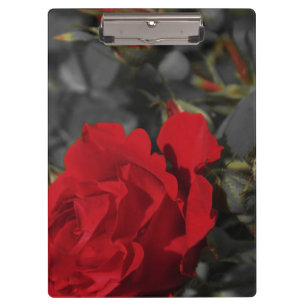 red roses bloom scroll on dark grey clipboard