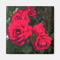 Red Roses blooming