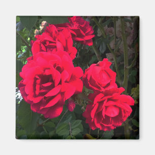 Red Roses blooming Magnet