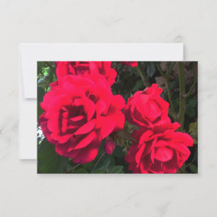 Red Roses Blooming Thank You Card