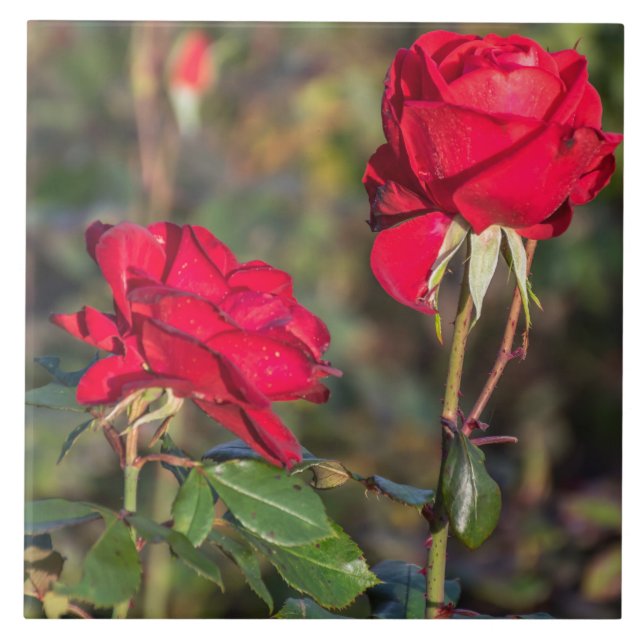 Red roses ceramic tile (Front)