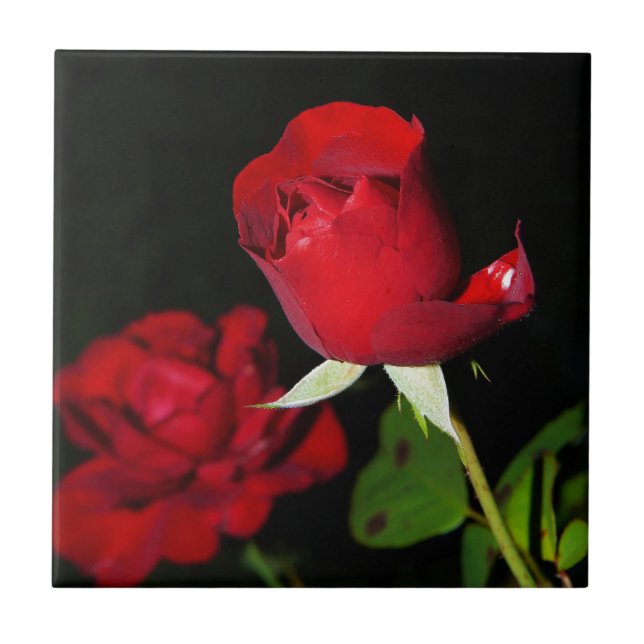 Red Roses Ceramic Tile (Front)