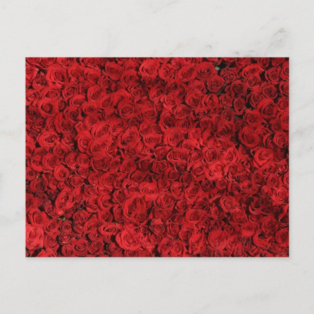 Red Roses Close Up Photo Postcard (Front)