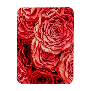 Red Roses Closeup Magnet